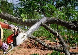 Best Stump Grinding and Removal  in Buckingham, FL